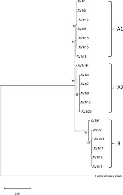 Host range and molecular and ultrastructural analyses of Asparagus virus 1 pathotypes isolated from garden asparagus Asparagus officinalis L.